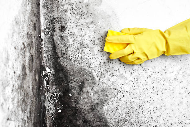 Best Office Mold Removal Services  in Little River Academy, TX