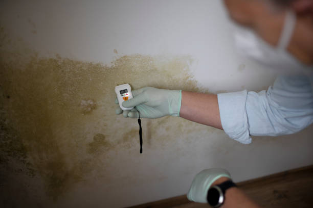 Best Mold Cleaning Services  in Little River Academy, TX
