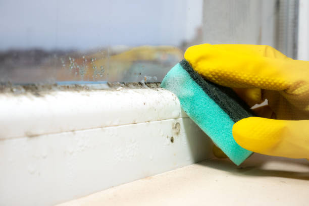 Best Emergency Mold Removal  in Little River Academy, TX