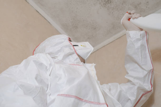 Best Best Mold Removal Companies  in Little River Academy, TX