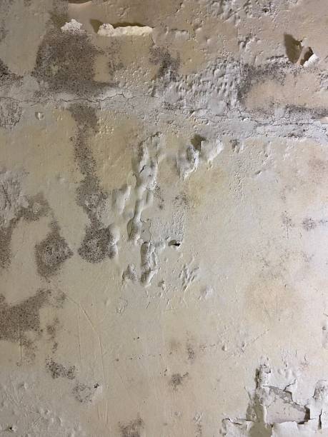 Best Mold Testing  in Little River Academy, TX