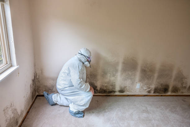 Best Local Mold Removal Service  in Little River Academy, TX