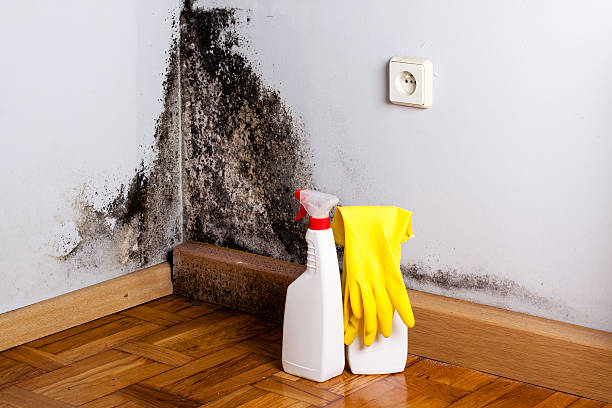 Best Crawl Space Mold Removal  in Little River Academy, TX