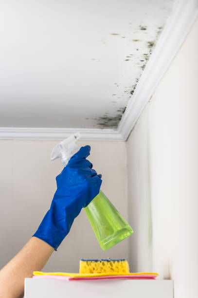 Best Attic Mold Removal  in Little River Academy, TX